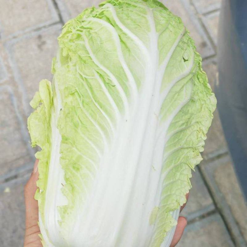 云南精品大娃娃菜产地直发品质保证量大从优欢迎联系