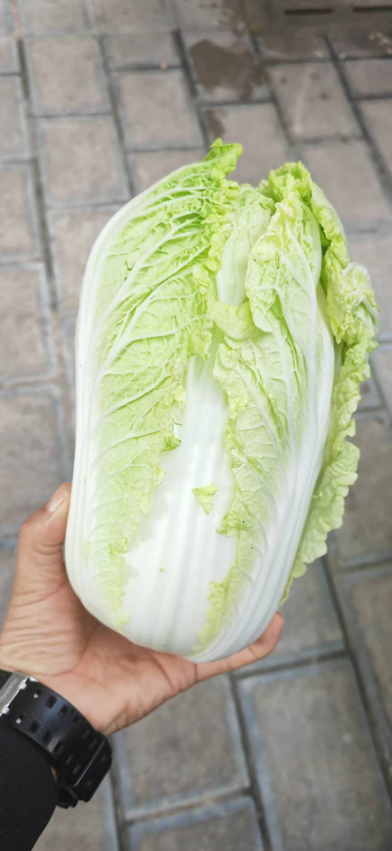 云南精品大娃娃菜产地直发品质保证量大从优欢迎联系