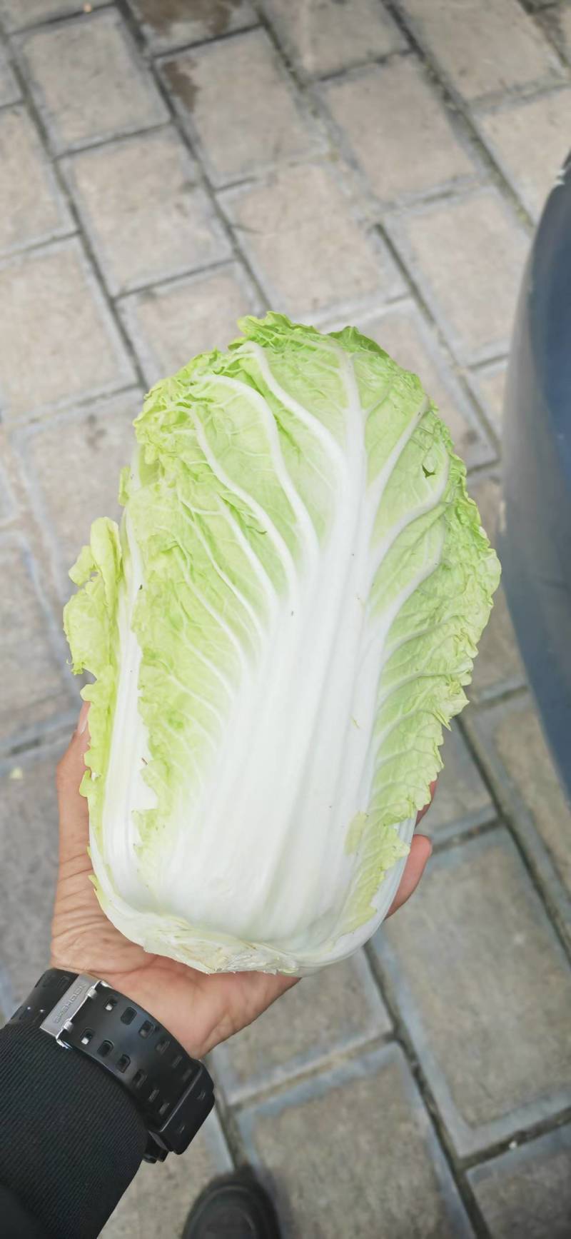 云南精品大娃娃菜产地直发品质保证量大从优欢迎联系