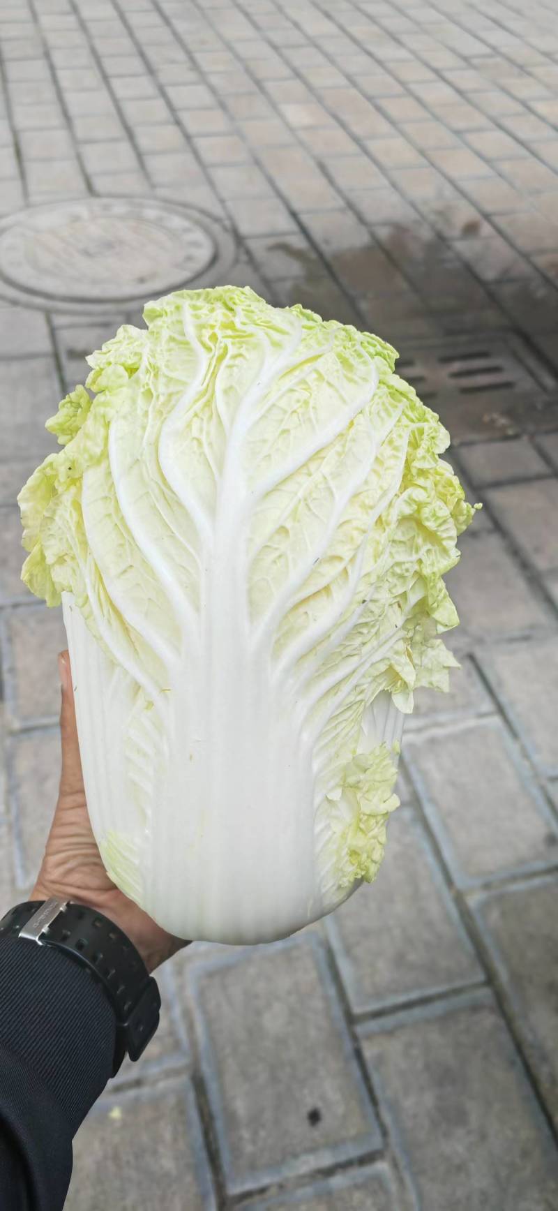 云南精品大娃娃菜产地直发品质保证量大从优欢迎联系