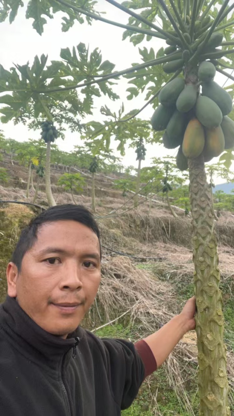 云南木瓜大量上市