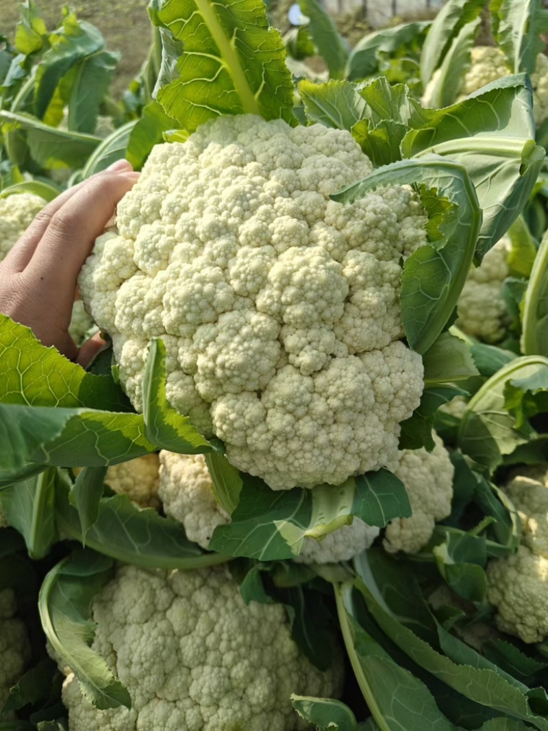 河南开封通许松花菜青梗白面，小米粒支持商超电商，社区团购