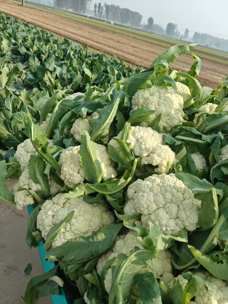 河南开封通许松花菜青梗白面，小米粒支持商超电商，社区团购
