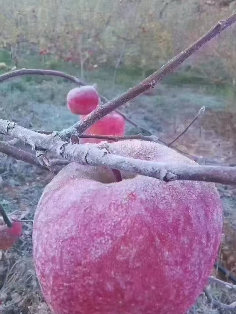 冰糖心苹果
