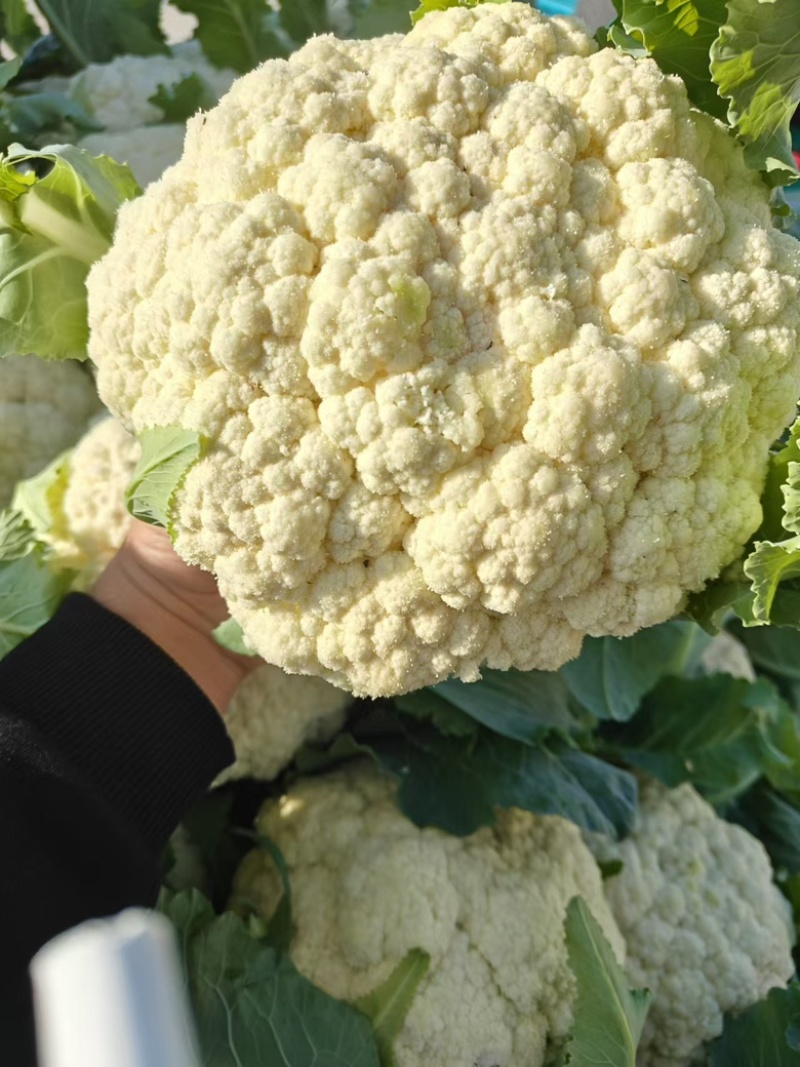 河南开封通许松花菜青梗白面，小米粒支持商超电商，社区团购