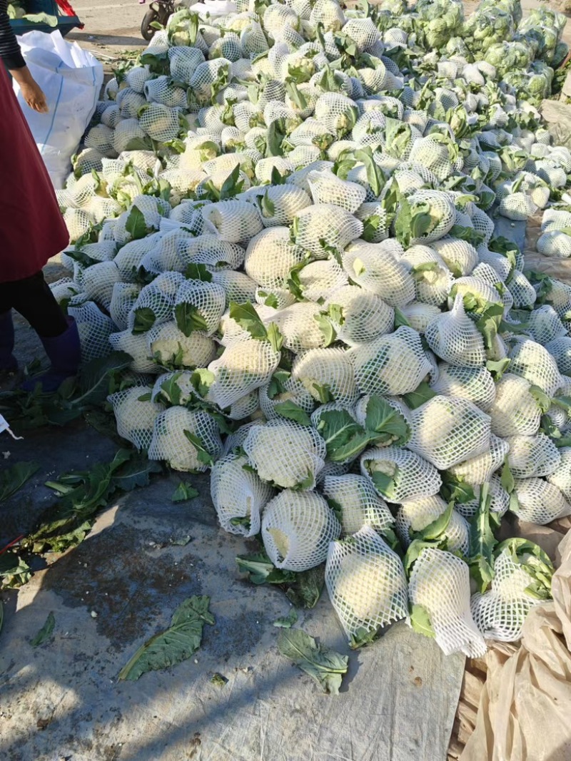 河南开封通许松花菜青梗白面，小米粒支持商超电商，社区团购