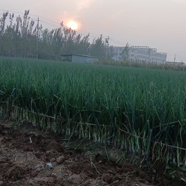 长白大葱十亩，菏泽牡丹区安兴镇冯庄***********