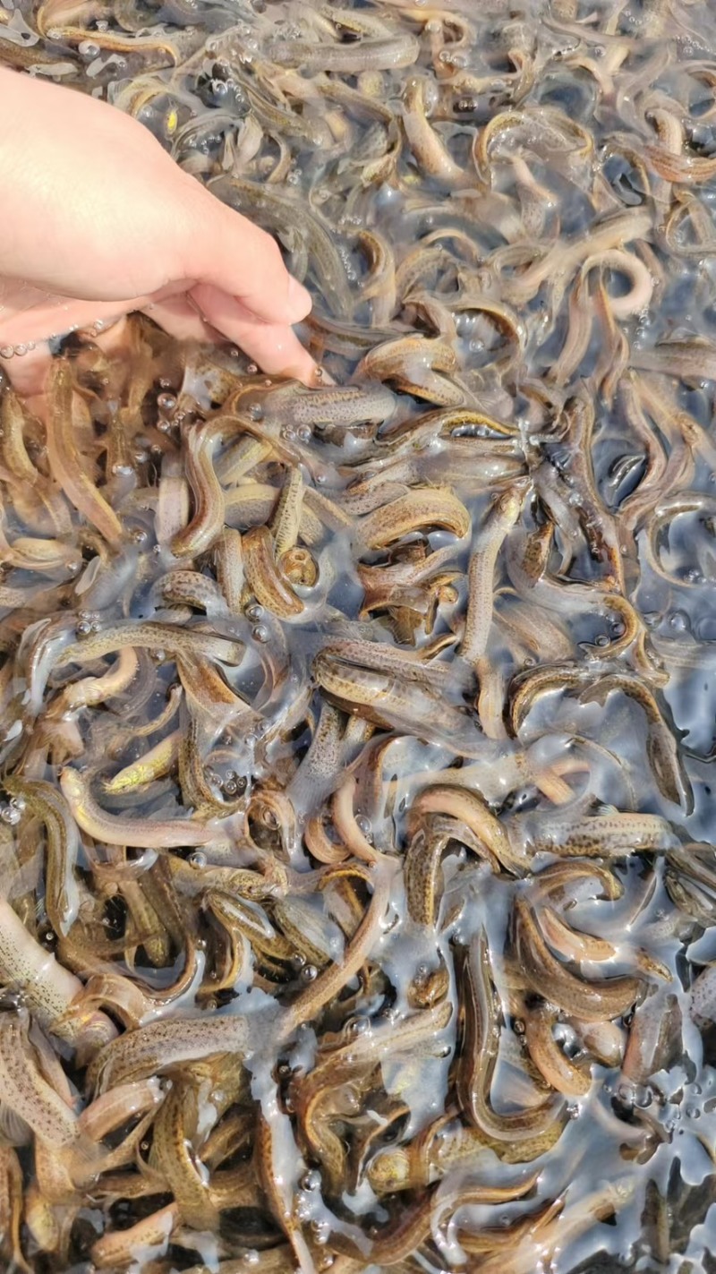 江苏泥鳅苗台湾泥鳅苗量大送养殖可视频看货