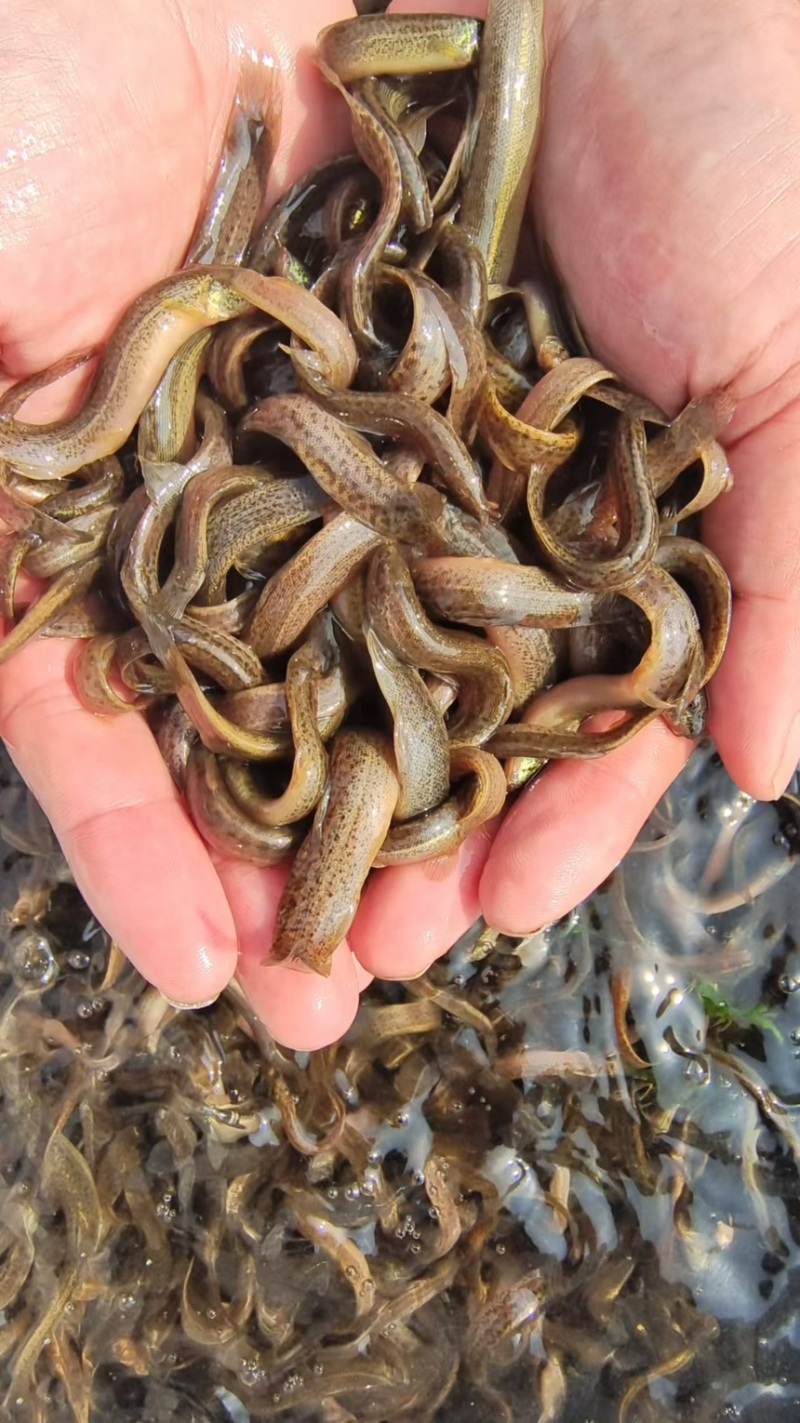 江苏泥鳅苗台湾泥鳅苗量大送养殖可视频看货