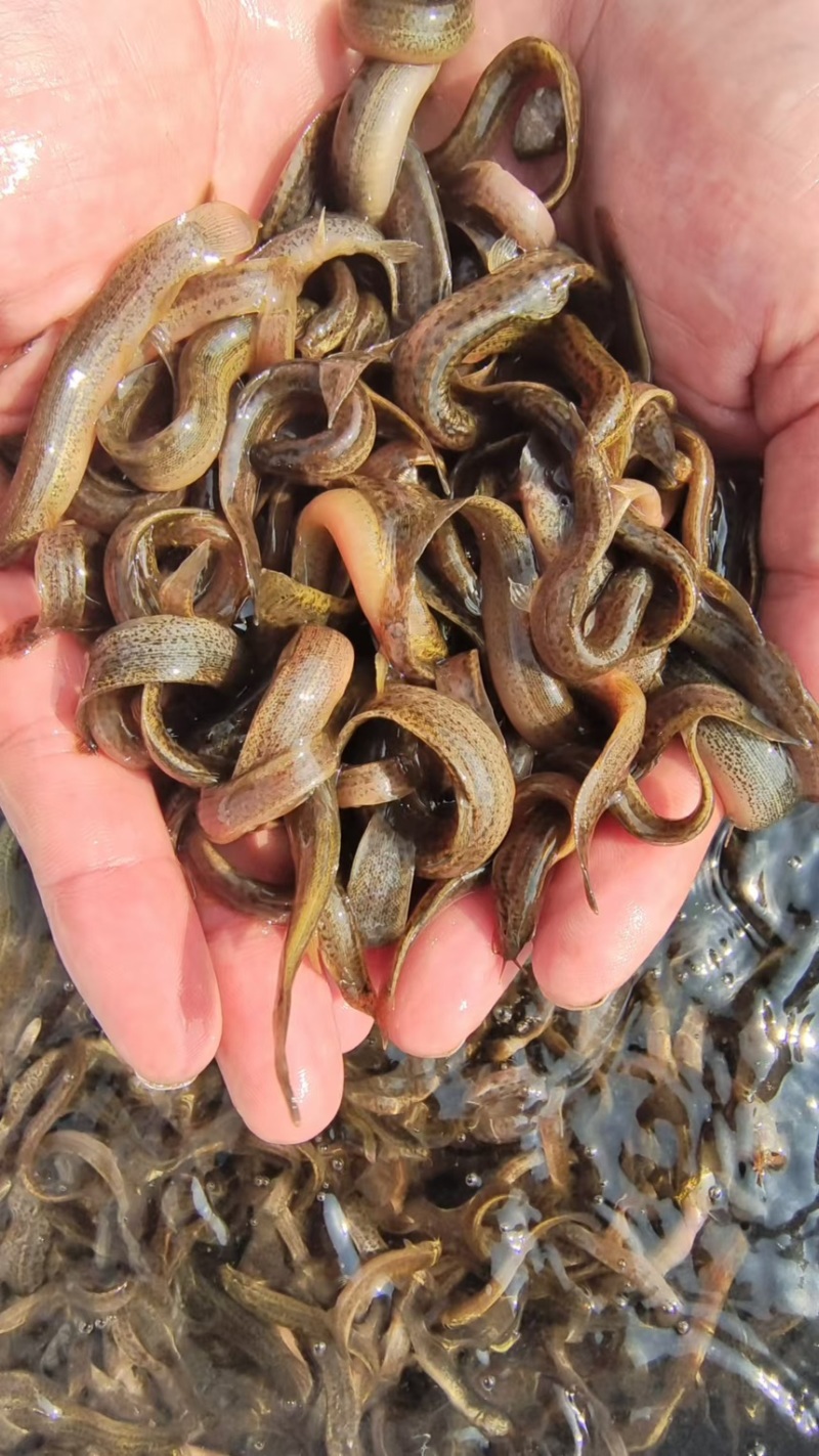 江苏泥鳅苗台湾泥鳅苗量大送养殖可视频看货