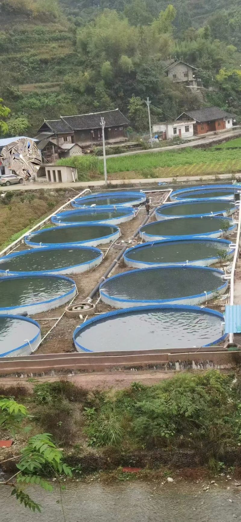 江苏泥鳅苗台湾泥鳅苗量大送养殖可视频看货