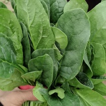 精选趴地菠菜新鲜上市产地直发大量供应欢迎老板咨询采购
