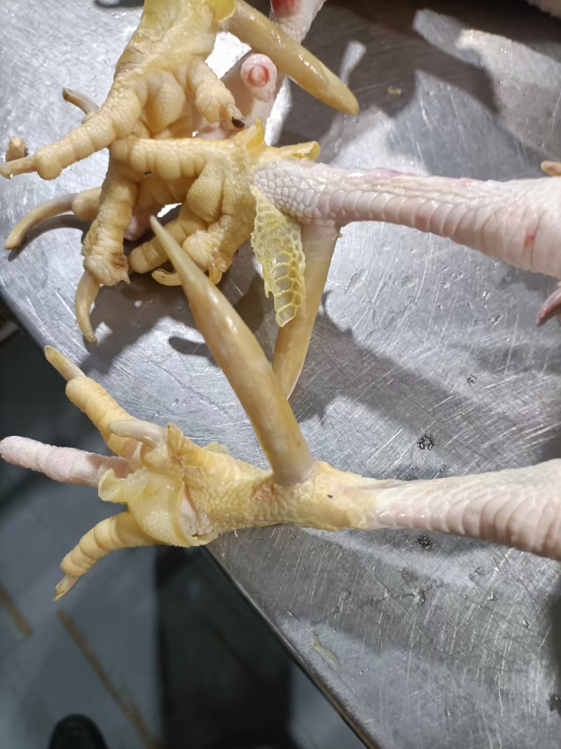 老公鸡