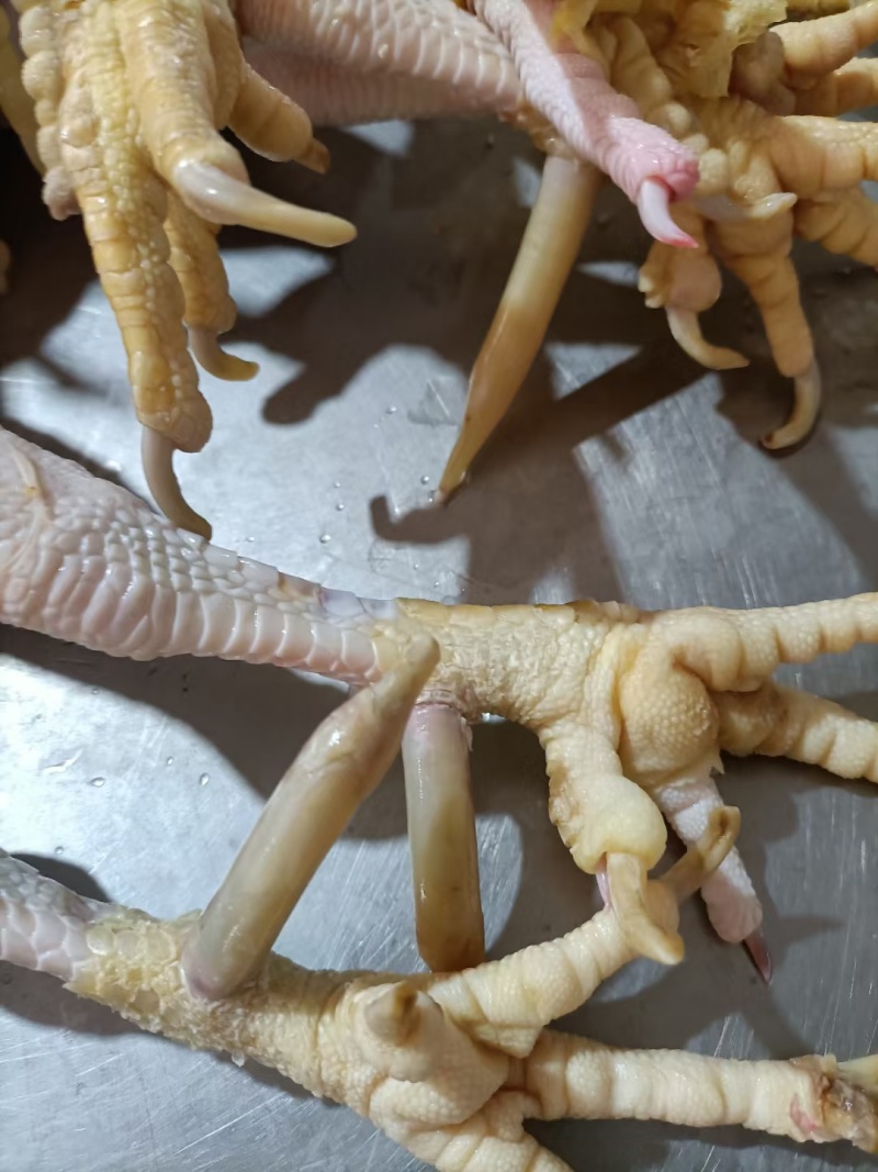 老公鸡