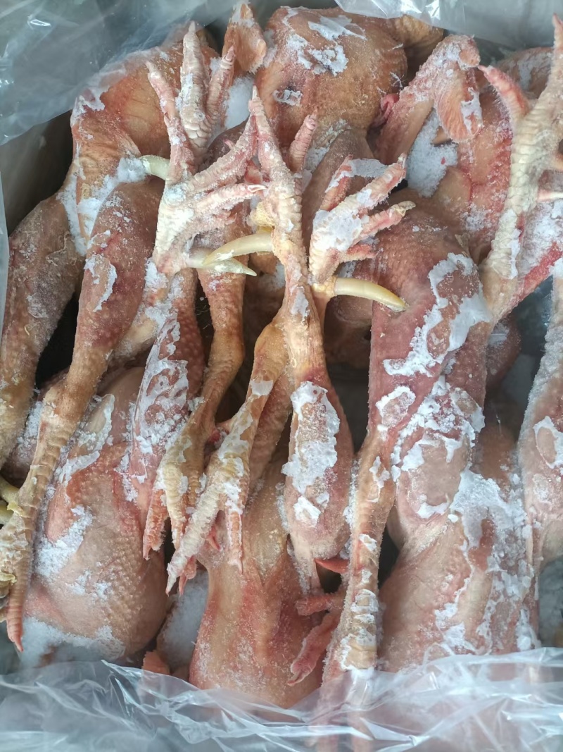 老公鸡
