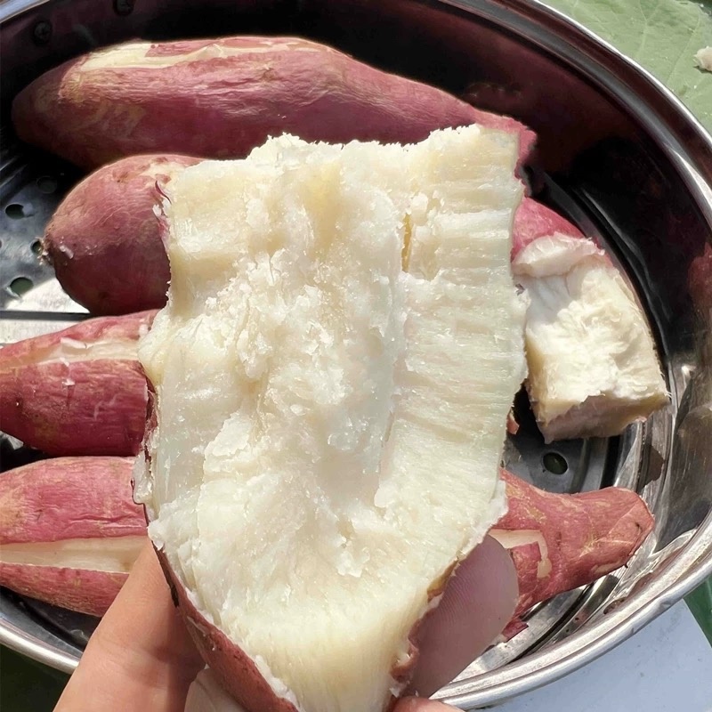 高淀粉红皮白心红薯周口项城