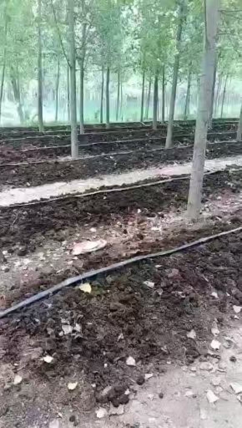 蚯蚓粪营养基质，用于蔬菜水果，花卉园林山东基地直发。