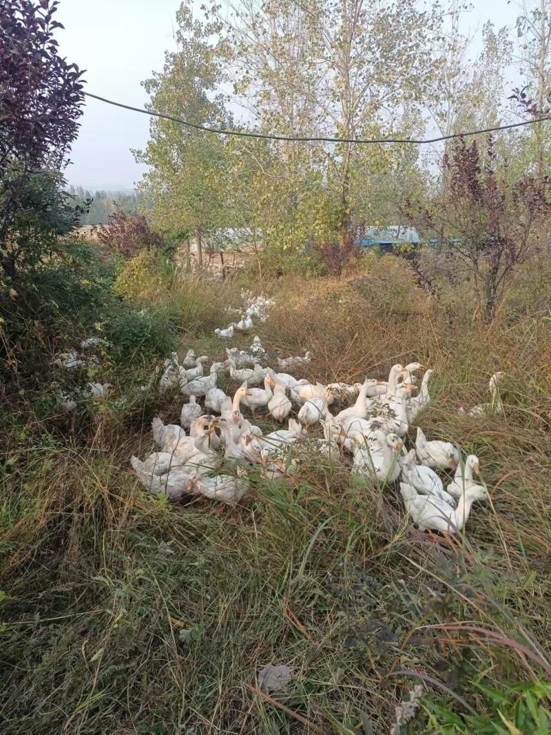 精品大白鹅/农场养殖/视频看货/欢迎咨询