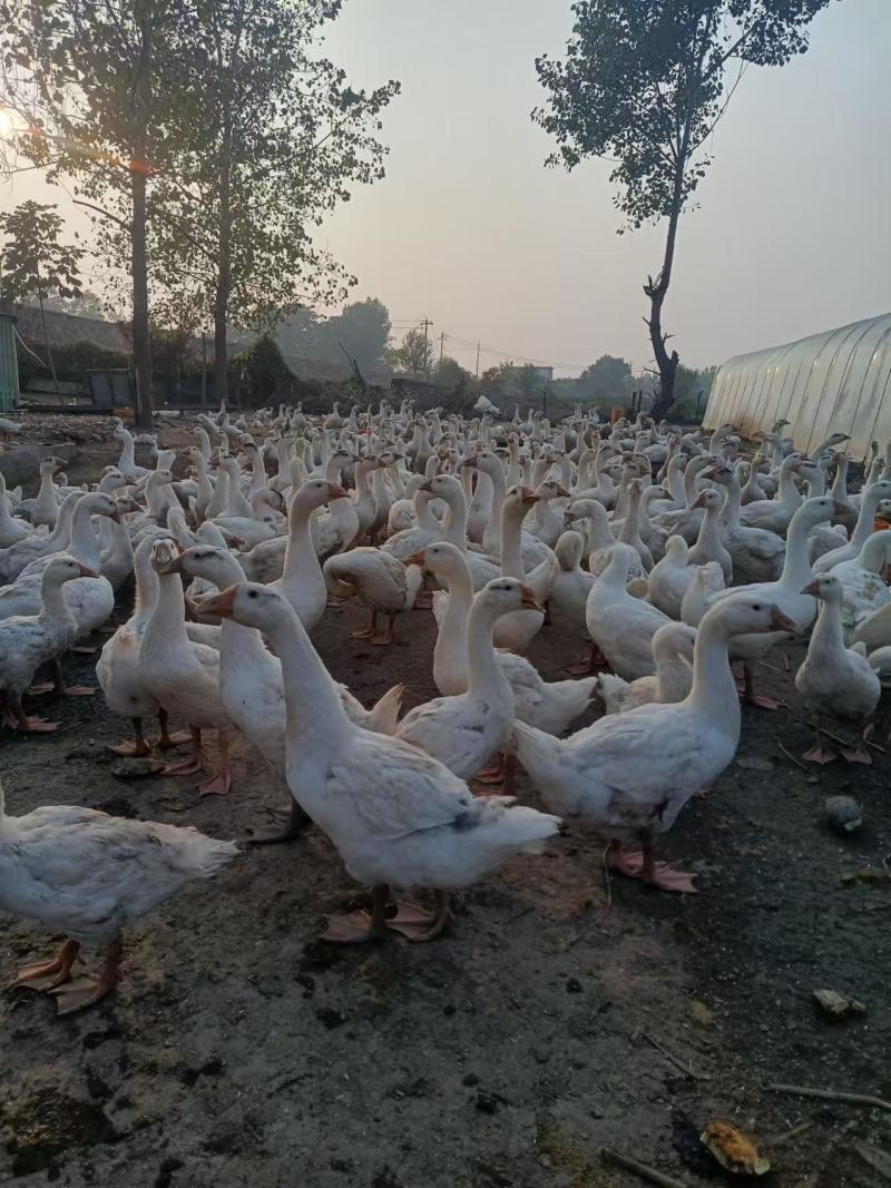 精品大白鹅/农场养殖/视频看货/欢迎咨询