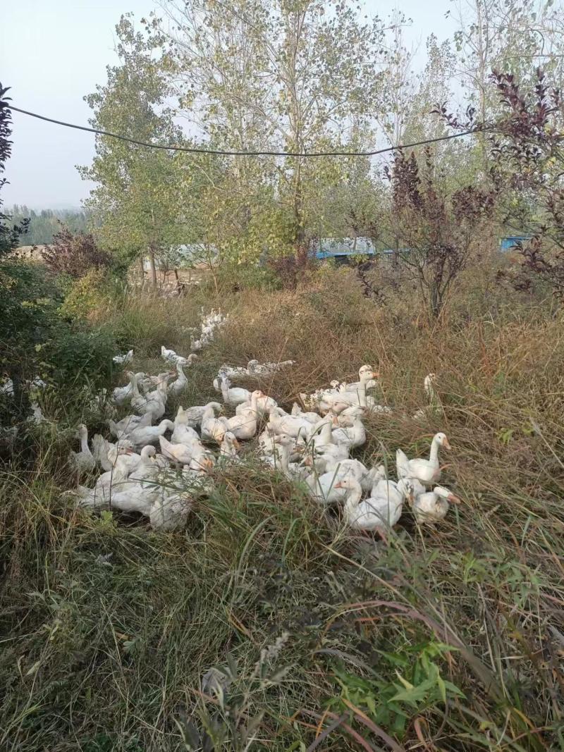 精品大白鹅/农场养殖/视频看货/欢迎咨询