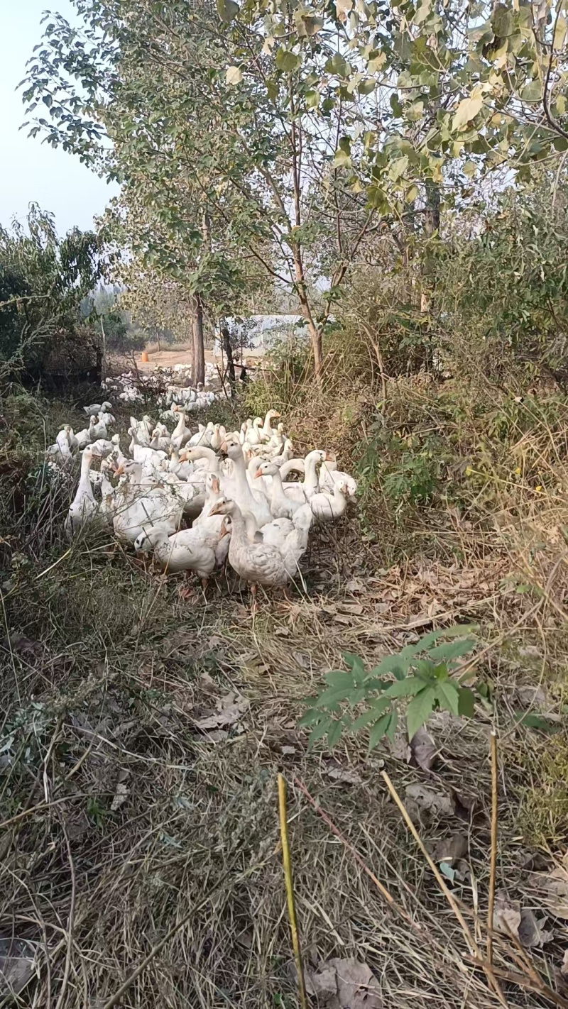 精品大白鹅/农场养殖/视频看货/欢迎咨询