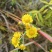 野生菊花/大量供应/全国发货/保质保量/欢迎咨询