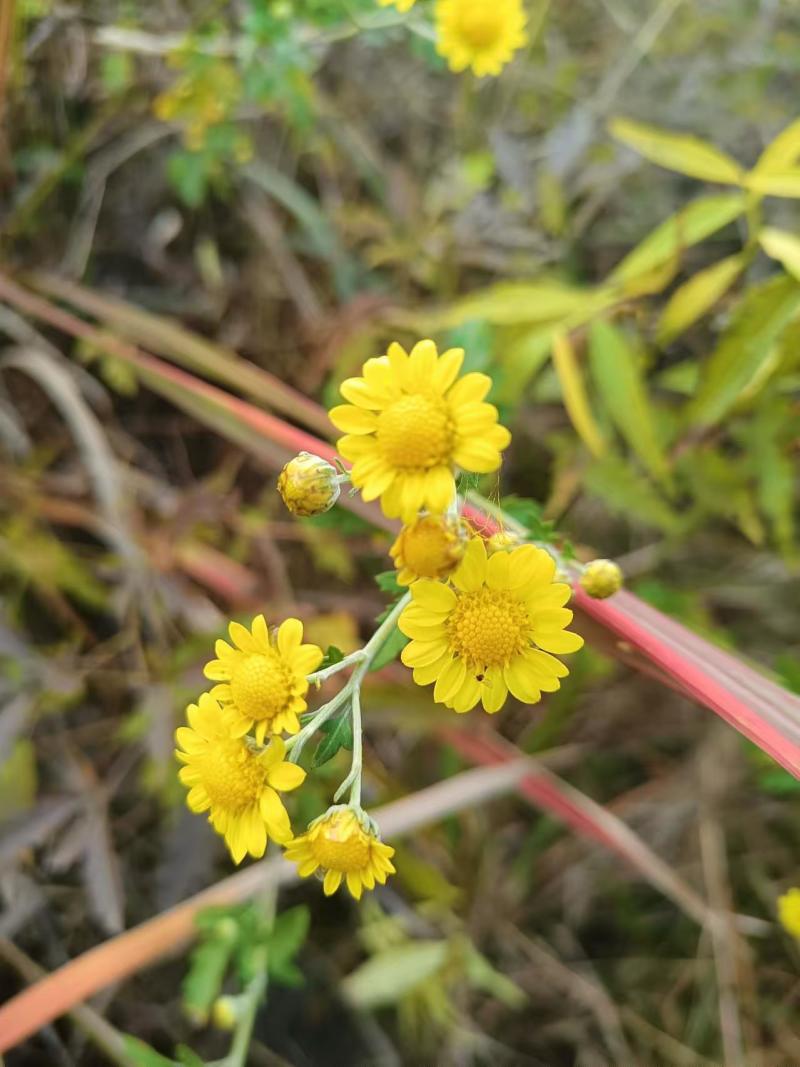 野生菊花/大量供应/全国发货/保质保量/欢迎咨询
