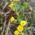 野生菊花/大量供应/全国发货/保质保量/欢迎咨询