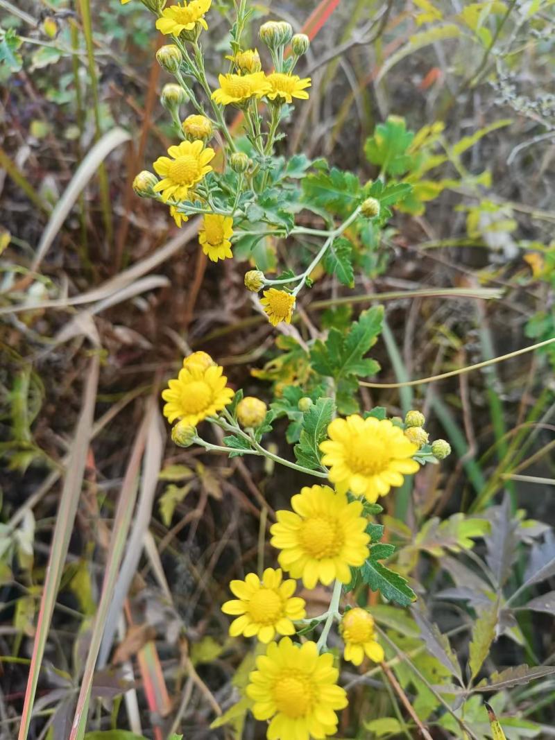 野生菊花/大量供应/全国发货/保质保量/欢迎咨询