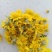 野生菊花/大量供应/全国发货/保质保量/欢迎咨询