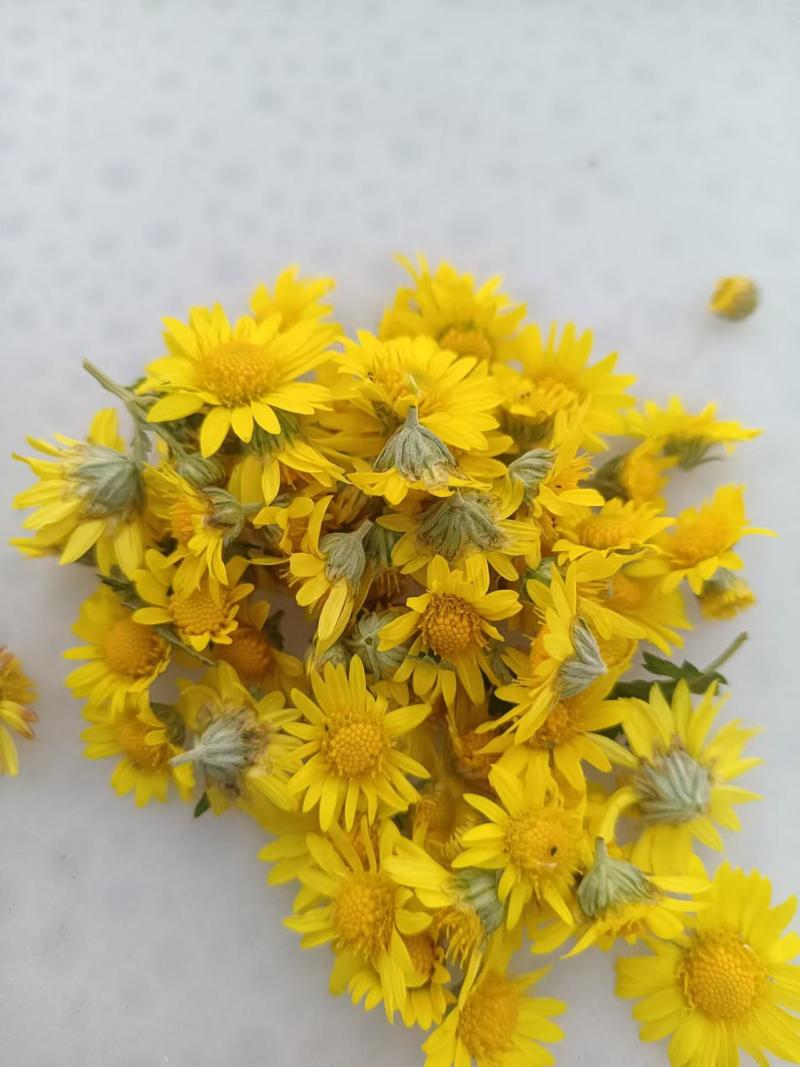 野生菊花/大量供应/全国发货/保质保量/欢迎咨询