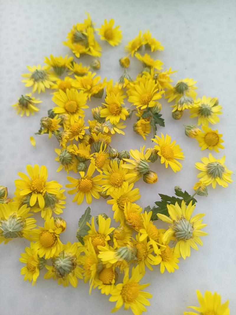 野生菊花/大量供应/全国发货/保质保量/欢迎咨询