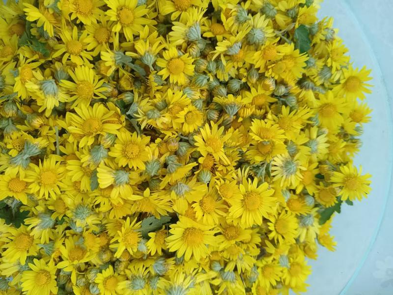 野生菊花/大量供应/全国发货/保质保量/欢迎咨询