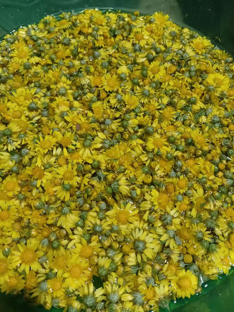 野生菊花/大量供应/全国发货/保质保量/欢迎咨询