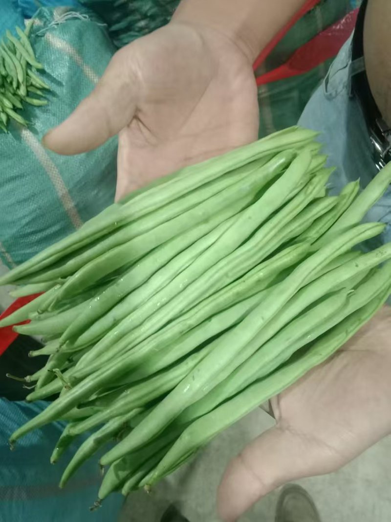 云南无筋豆四季豆产地一手货源供应全国电商市场