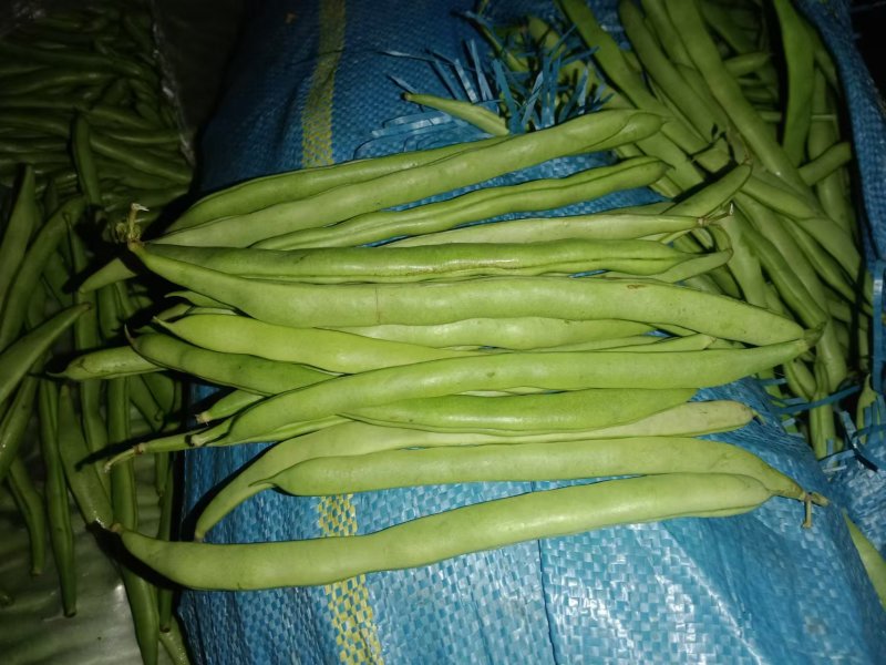 云南无筋豆四季豆产地一手货源供应全国电商市场