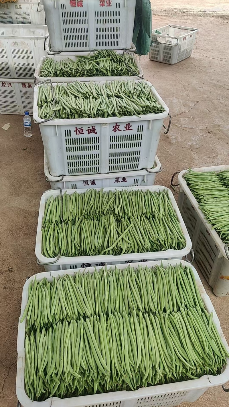 云南无筋豆四季豆产地一手货源供应全国电商市场