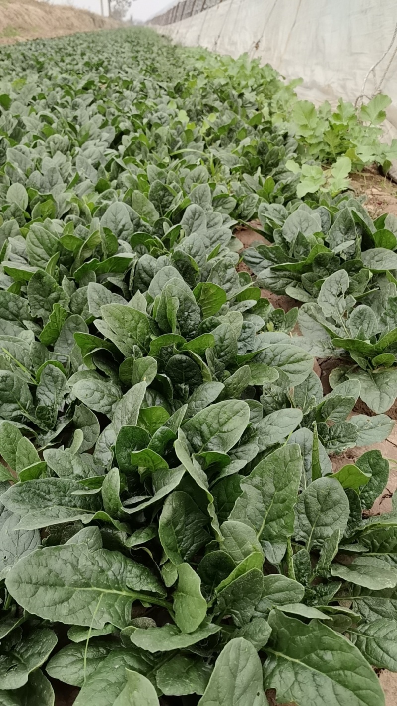 精选趴地菠菜新鲜上市产地直发大量供应欢迎老板咨询采购
