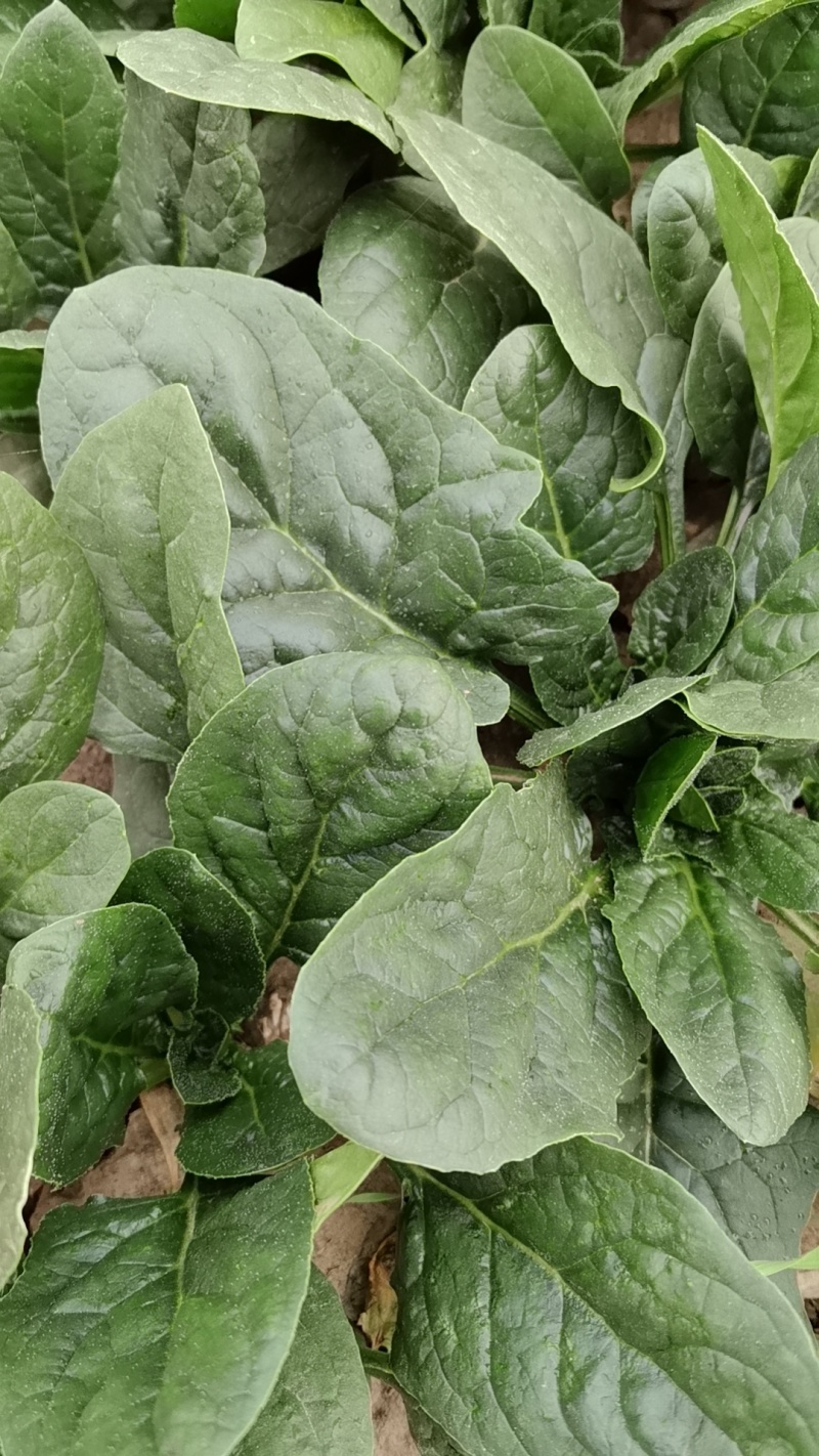 精选趴地菠菜新鲜上市产地直发大量供应欢迎老板咨询采购