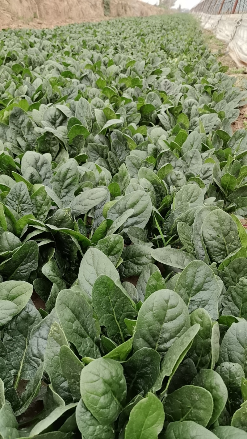 精选趴地菠菜新鲜上市产地直发大量供应欢迎老板咨询采购
