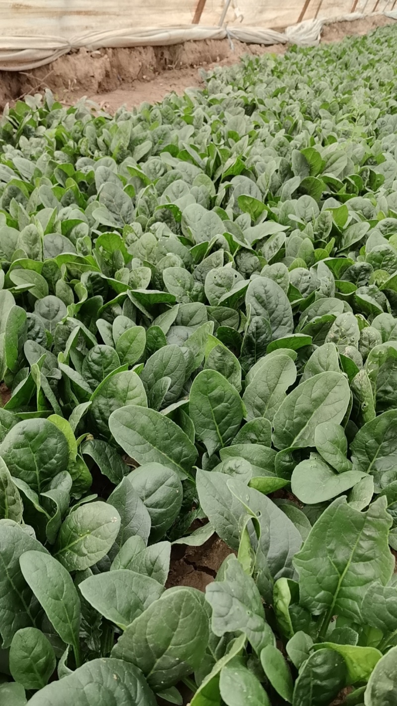 精选趴地菠菜新鲜上市产地直发大量供应欢迎老板咨询采购