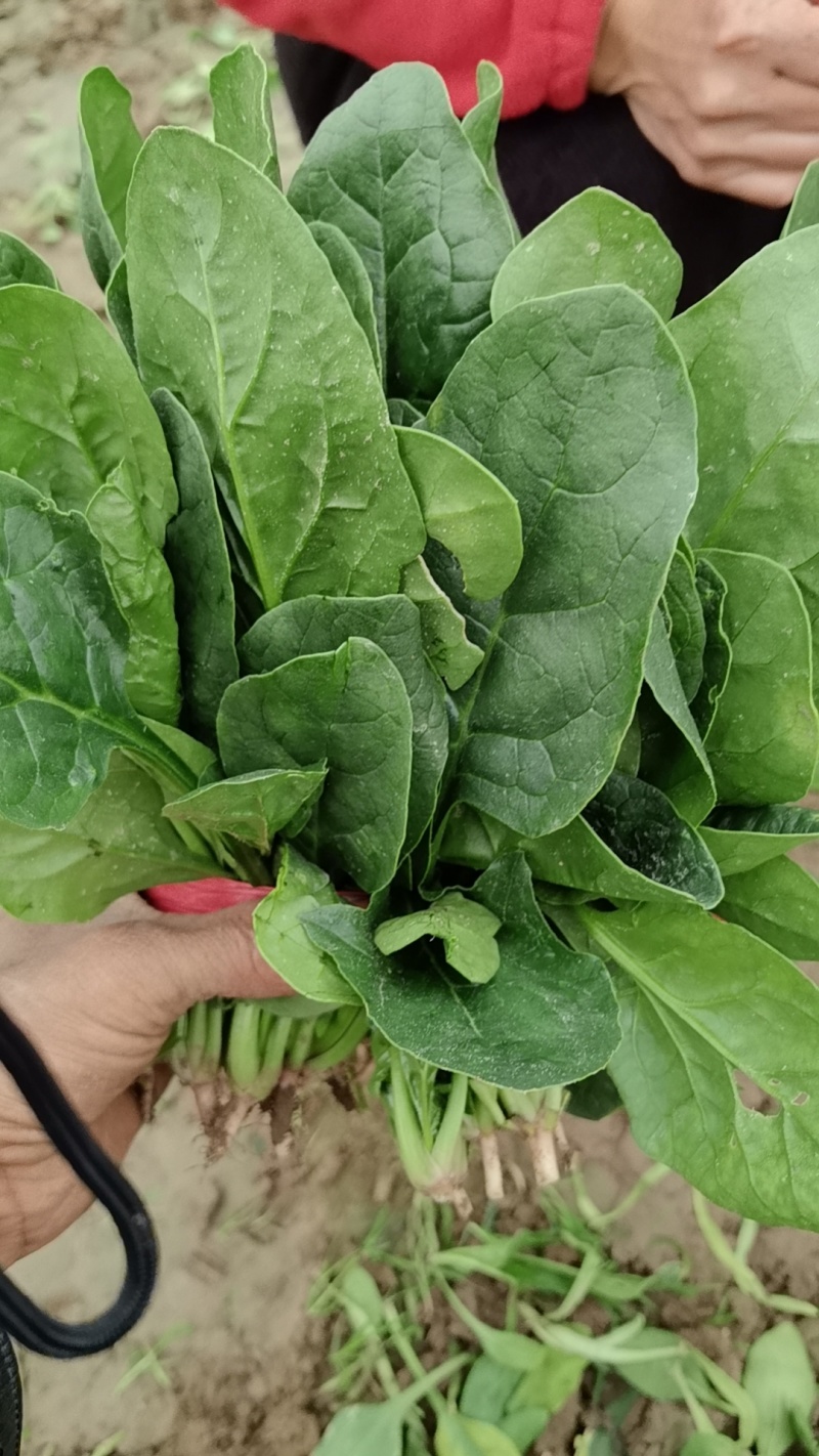 精选趴地菠菜新鲜上市产地直发大量供应欢迎老板咨询采购