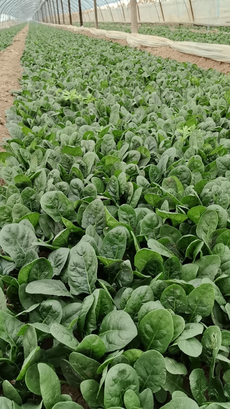 精选趴地菠菜新鲜上市产地直发大量供应欢迎老板咨询采购