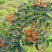 【推荐】花椒/青红花椒/一手货源/保质保量