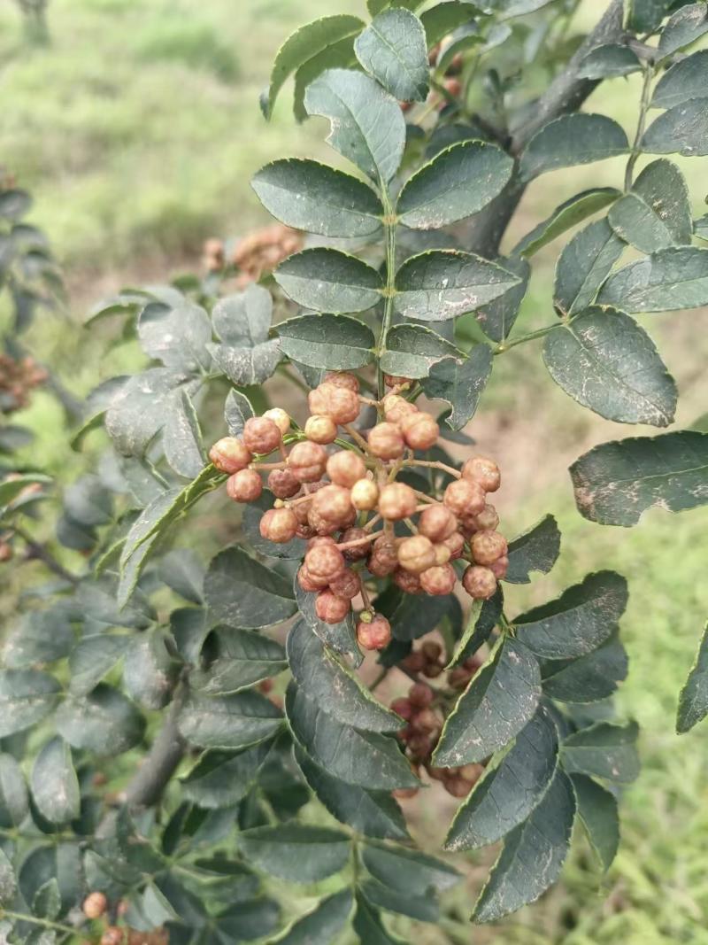 【推荐】花椒/青红花椒/一手货源/保质保量
