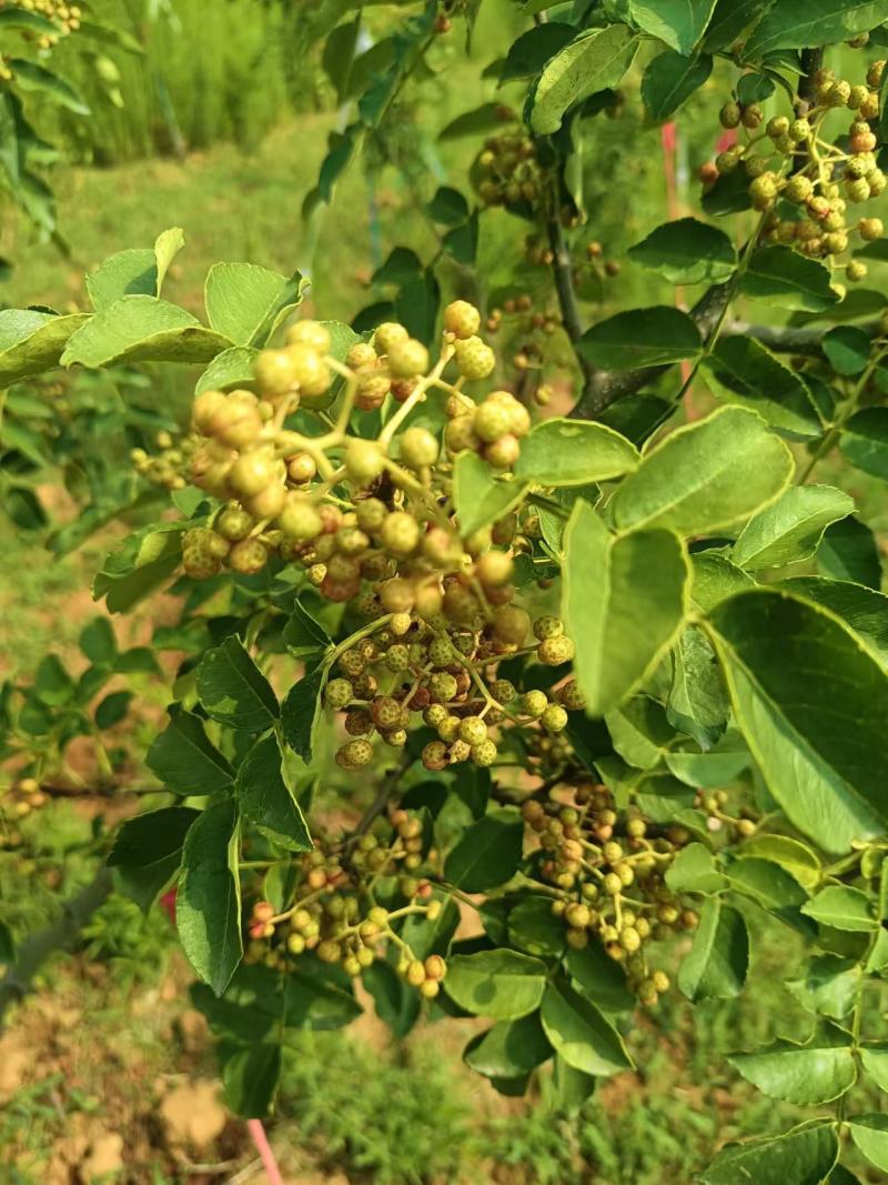 【推荐】花椒/青红花椒/一手货源/保质保量