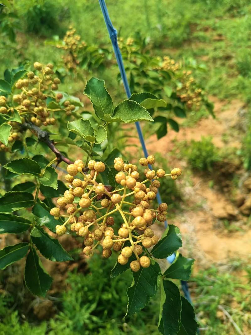 【推荐】花椒/青红花椒/一手货源/保质保量