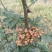 【推荐】花椒/青红花椒/一手货源/保质保量