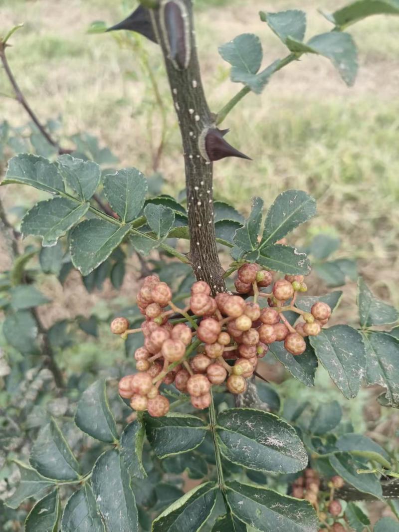 【推荐】花椒/青红花椒/一手货源/保质保量