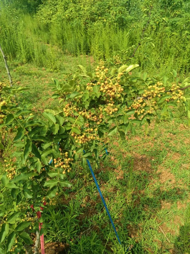 【推荐】花椒/青红花椒/一手货源/保质保量